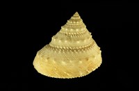 藏品(白鐘螺)的圖片